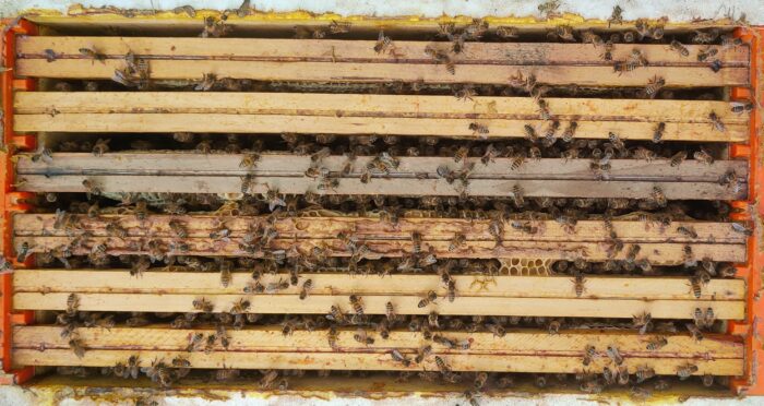 Essaim d’abeilles Buckfast