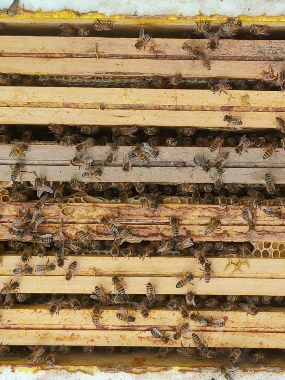 Essaim d’abeilles Buckfast